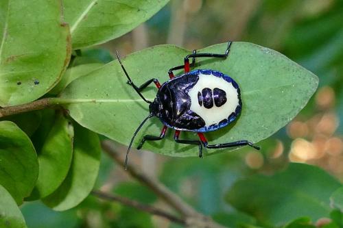 Catacanthus sp.